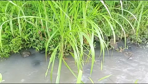 River water flowing Stock Footage 220607141