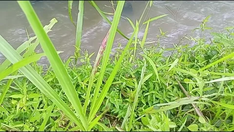 River water flowing Stock Footage 220607262
