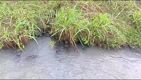 River water flowing Stock Footage 220607438