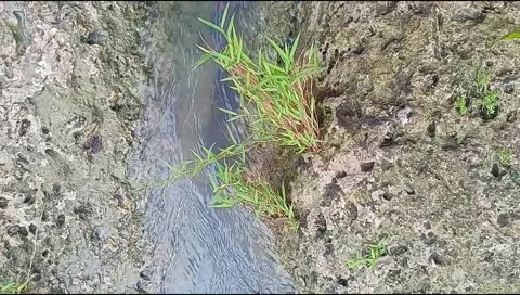 River water flowing Stock Footage 220607494