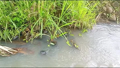 River water flowing Stock Footage 220607645