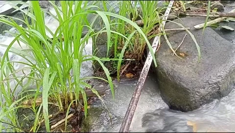 River water flowing Video stock 220607685