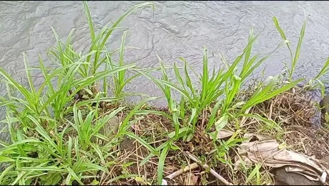 River water flowing Stock Footage 220607686
