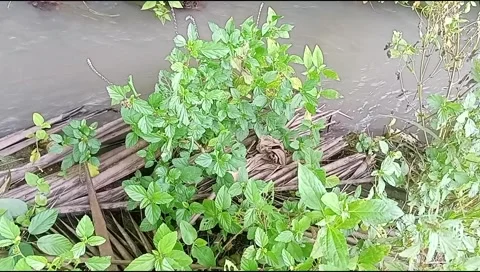 River water flowing Stock Footage 220607733