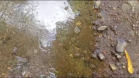 River water flowing Stock Footage 220607772