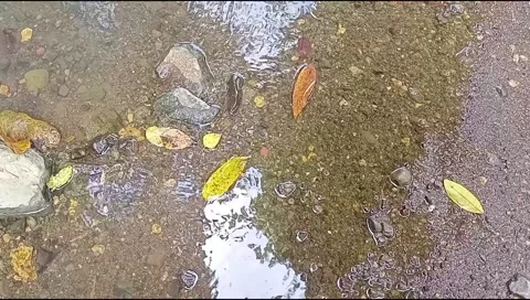 River water flowing Stock Footage 220608244