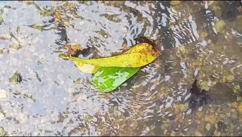 River water flowing Stock Footage 220608591