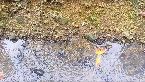 River water flowing Stock Footage 220608617