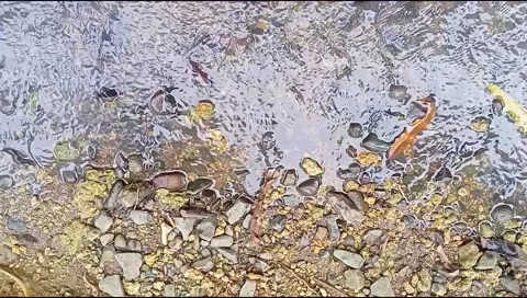 River water flowing Stock Footage 220608649