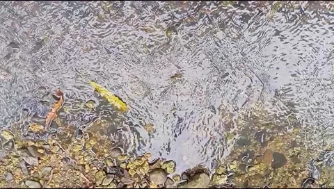 River water flowing Stock Footage 220608658