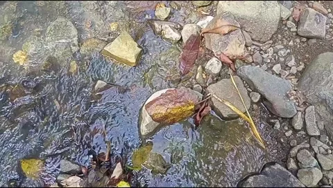 River water flowing Stock Footage 220609392