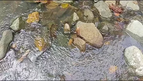 River water flowing Stock Footage 220609444