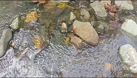 River water flowing Stock Footage 220609446