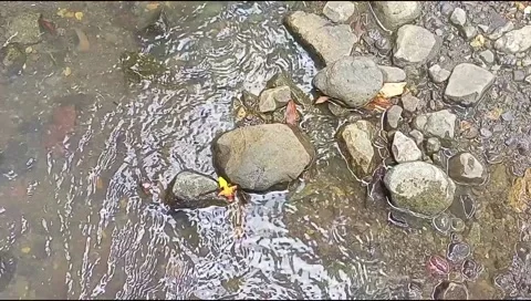 River water flowing Stock Footage 220609723