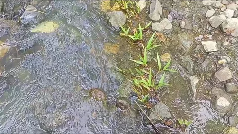 River water flowing Stock Footage 220609764