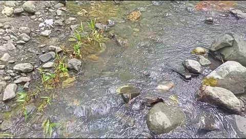 River water flowing Stock Footage 220609797