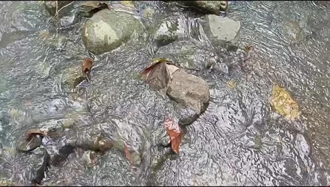 River water flowing Stock Footage 220609805