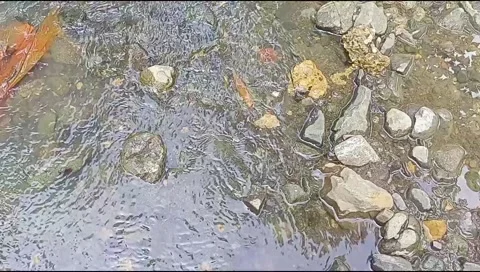 River water flowing Stock Footage 220609979