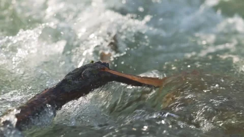 River water flowing over drift wood branch, sun shines on, closeup slow mot.. Stock Footage 301405268