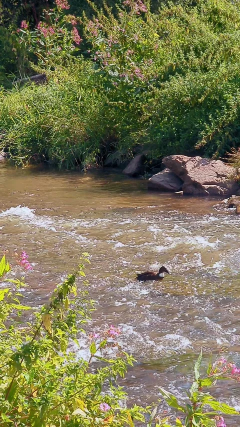 River water flowing over  riverbed rocks from left to right vertical 4k video. 库存影片 341979376
