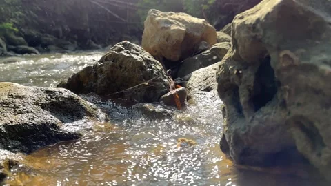 River Water Flowing Over Rocks in Sunny Forest, Low Angle Shot Stock Footage 325646399
