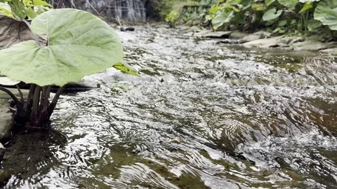 River Water Flowing Past Beaver Dam Detail Broll 4K 30fps Stock Footage 344909092