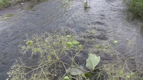 River Water Flowing Plants and Weed Stock Footage