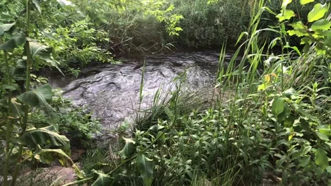 River water flowing with plants on the sides Stock Footage 135730174