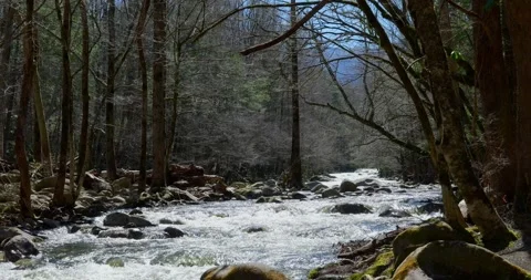 River with water flowing quickly past trees and rocks in a forest. Stock Footage 276905352