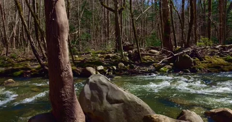 River with water flowing quickly past trees and rocks in a forest. Stock Footage 276905355