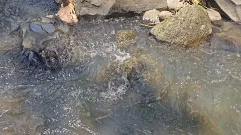 River water flowing on rocks Stock Footage 253538531