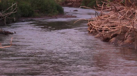 River water flowing in a stream Video stock 67729448