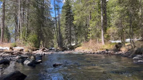 River water flowing through forest Stock Footage 196076893