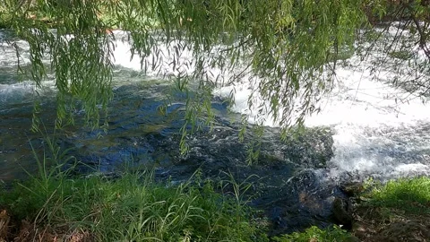 River, water flowing, tree branches with leaves, clear day 動画素材 163908973