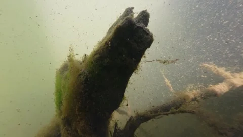 River water flowing underwater with visible particles vegetation and decay .. Stock Footage 334316232