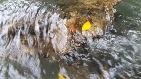 River water flows between the rocks Stock Footage 304309833