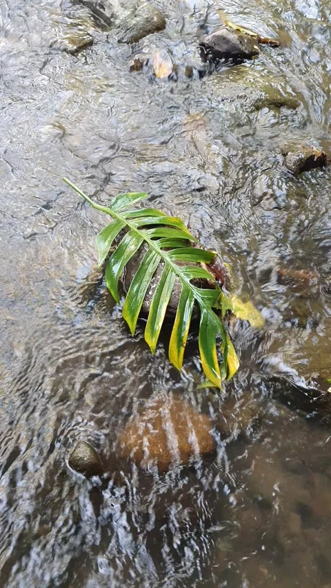 River water flows between rocks and green leaves Stock Footage 312837117