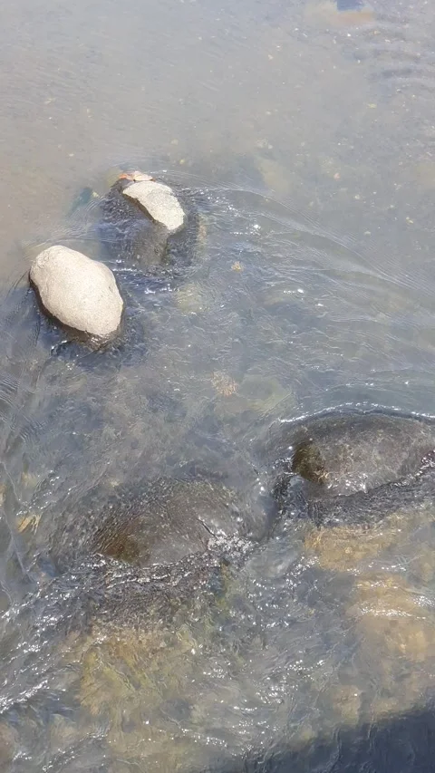 River water flows a little between the rocks Video stock 330853990