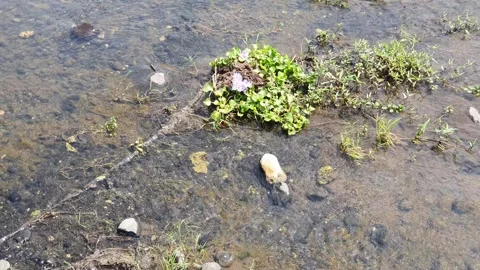 River water flows a little between the rocks Video stock 330854282
