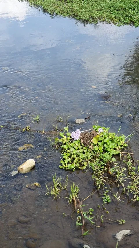 River water flows a little between the rocks Stock Footage 330855286