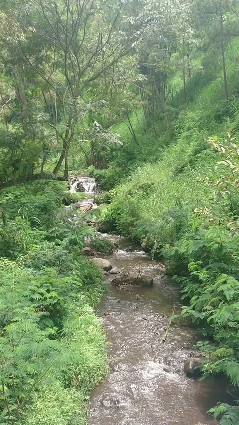River water flows in the middle of the forest Vídeos de archivo 221872744