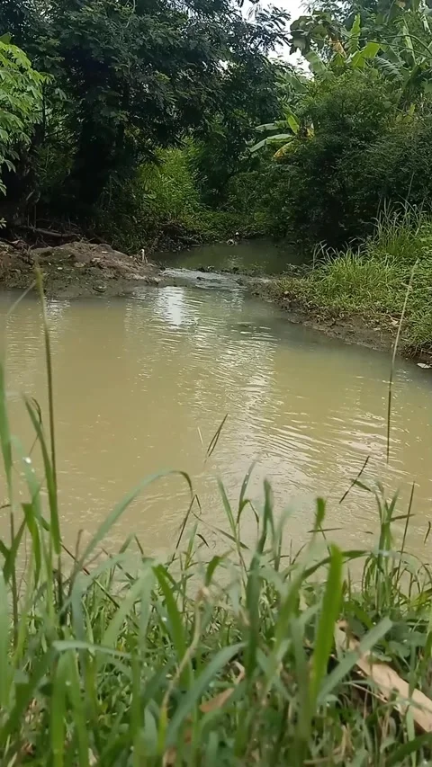 River water flows in the morning Stock Footage 293035961
