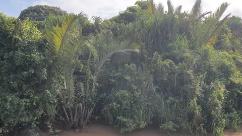 River water flows near the edge of wild trees in West Kalimantan, Indonesia Видео 337515319