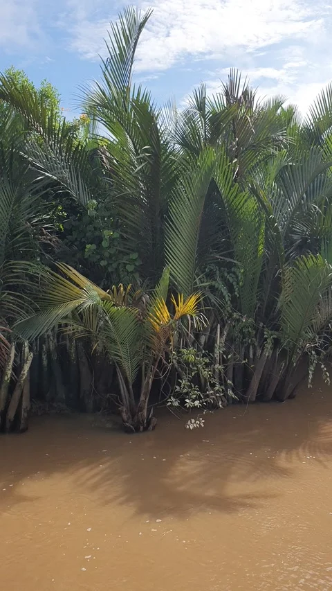 River water flows near the edge of wild trees in West Kalimantan, Indonesia 库存影片 337516148