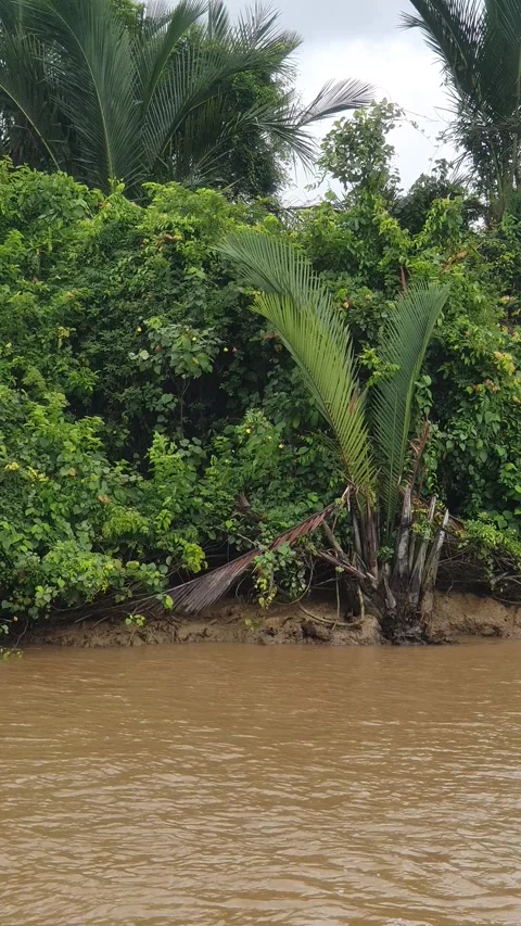 River water flows near the edge of wild trees in West Kalimantan, Indonesia Vidéo 337517997