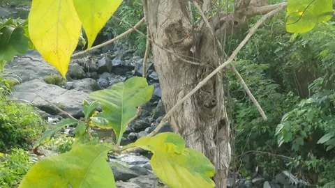 River water flows together with rocks in Indonesia Stock Footage 310144118