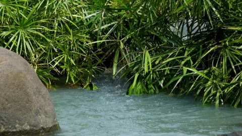 River water flows under lush green bushes Stock Footage 336828181