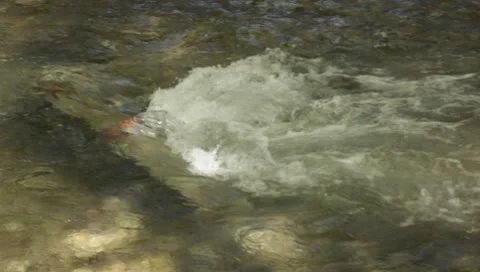 River water Stock-Footage 8914514