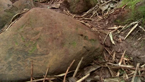 River water Video stock 81418163