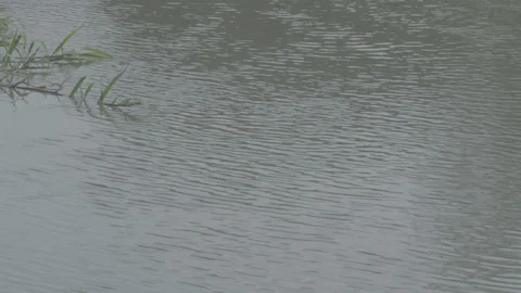 River water Video stock 139852258